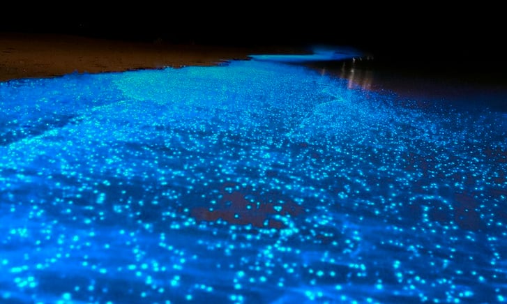 La marea roja provoca un efecto de ​​​​bioluminiscencia